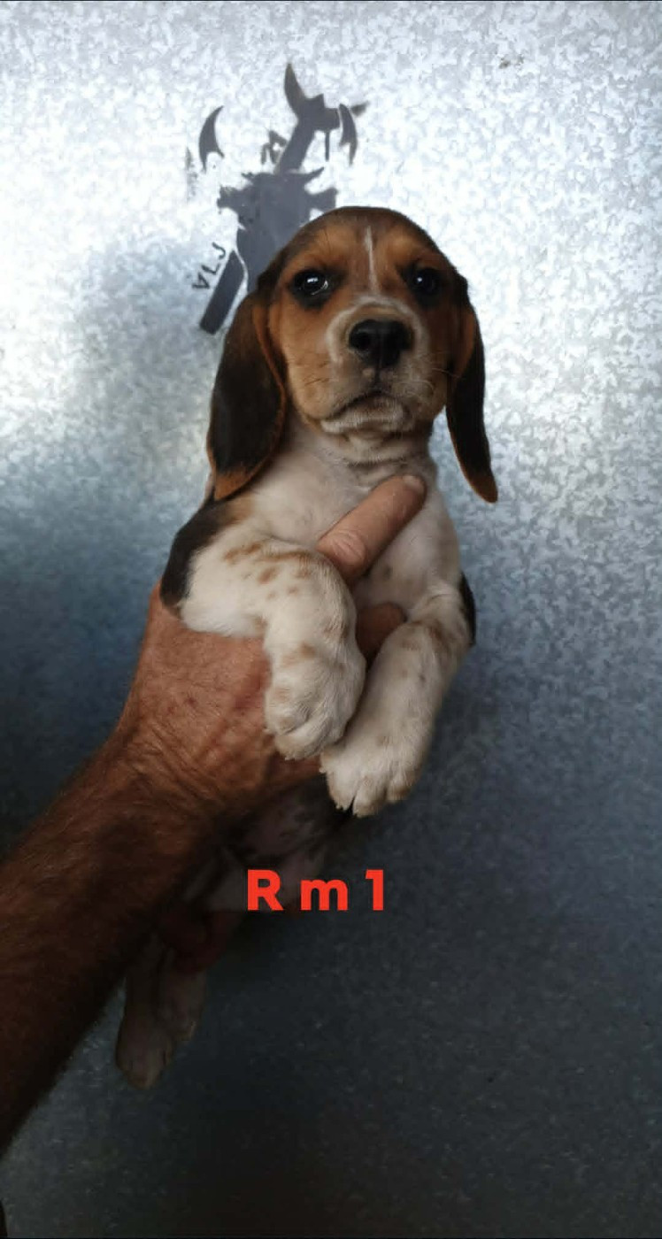 de L'Etang du Catchou - Chiots disponibles - Beagle