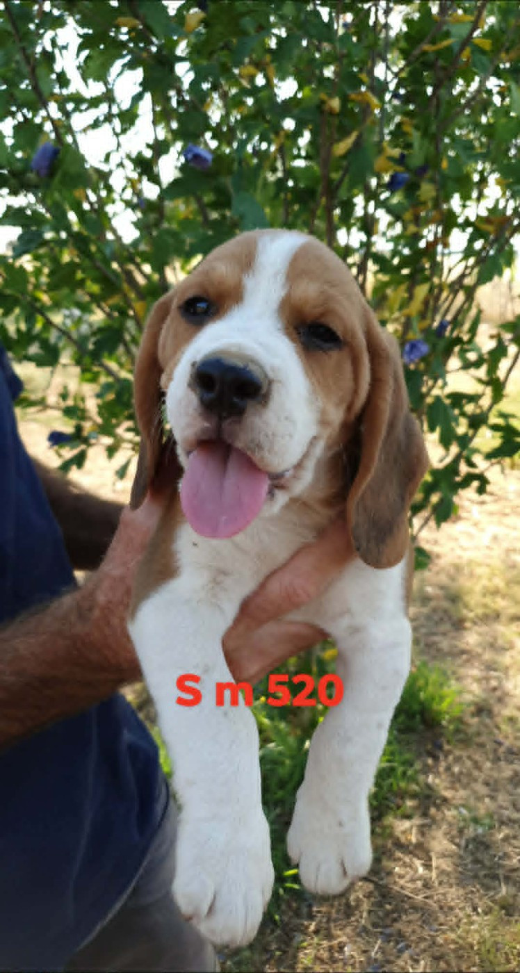 de L'Etang du Catchou - Chiots disponibles - Beagle