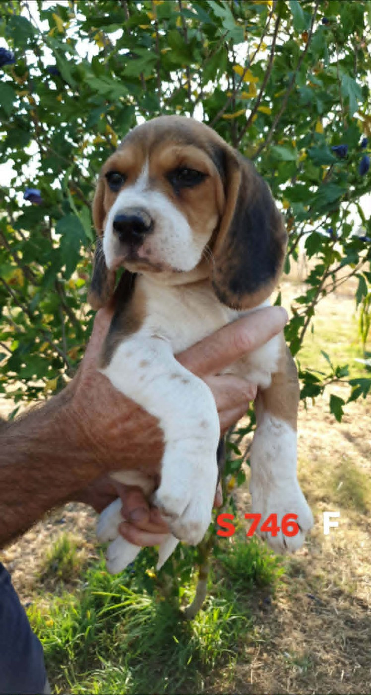 de L'Etang du Catchou - Chiots disponibles - Beagle