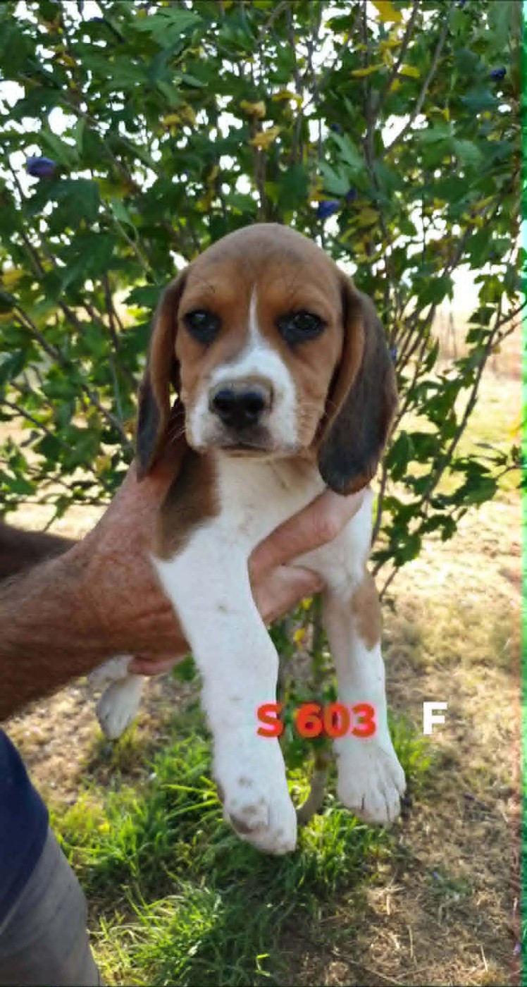 de L'Etang du Catchou - Chiots disponibles - Beagle