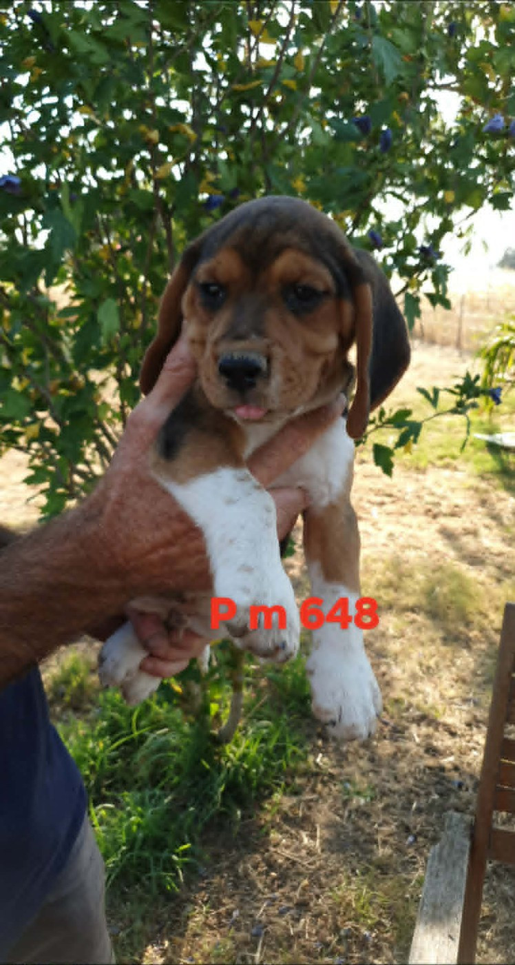 de L'Etang du Catchou - Chiots disponibles - Beagle