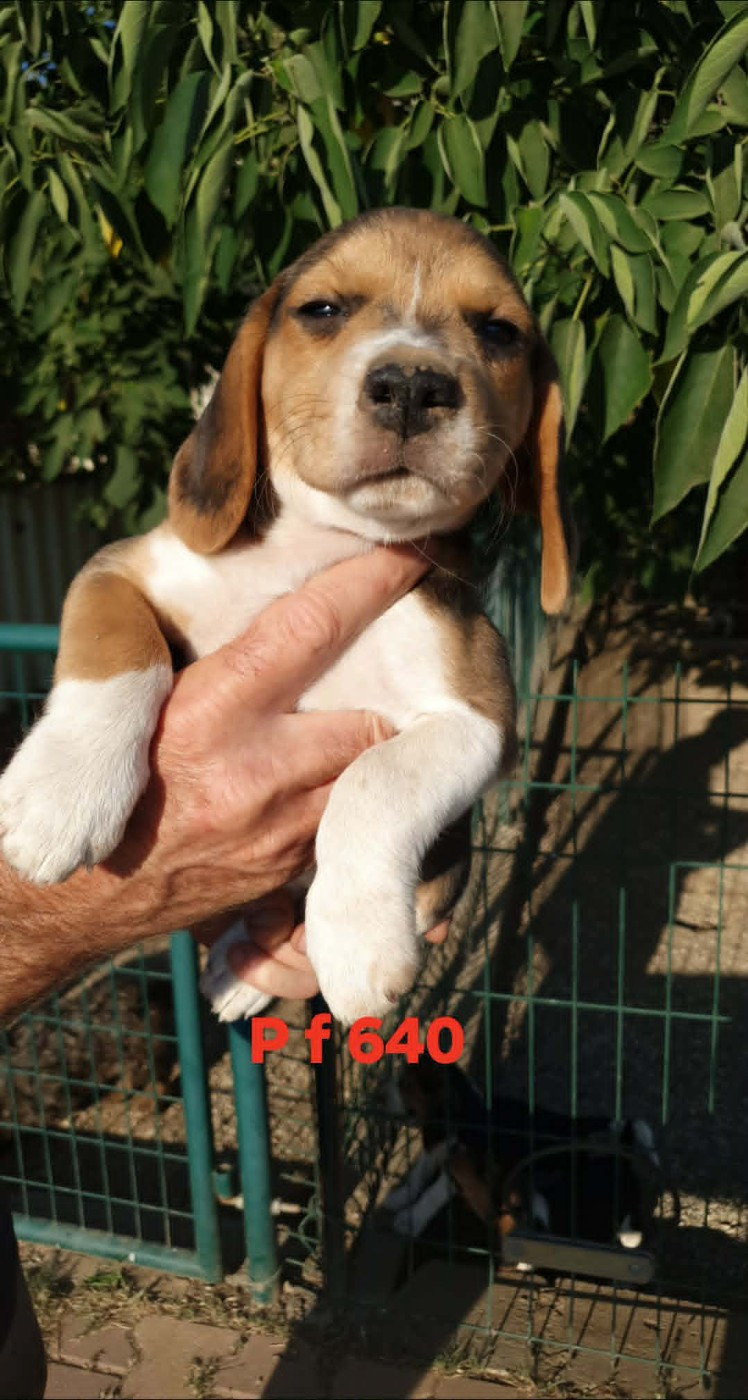 de L'Etang du Catchou - Chiots disponibles - Beagle
