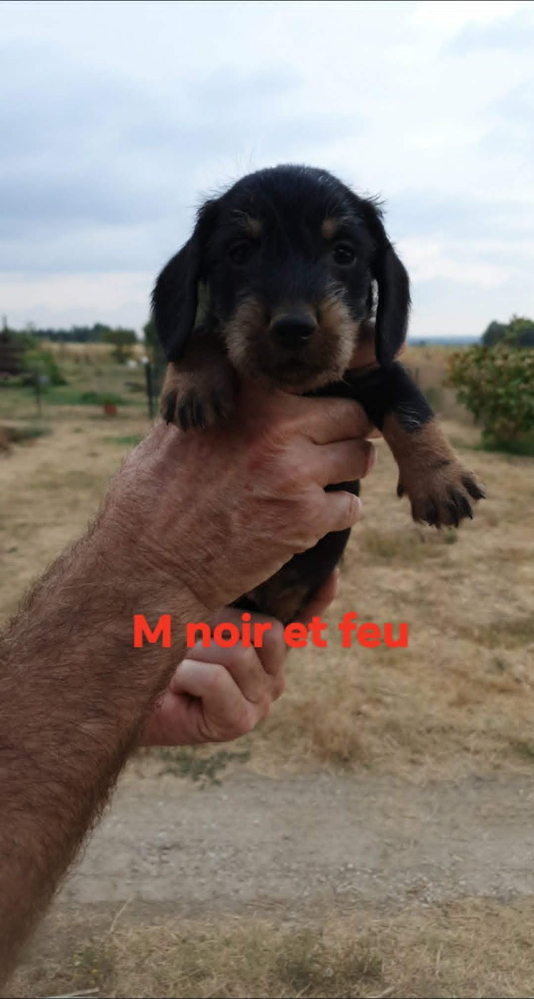 de L'Etang du Catchou - Chiots disponibles - Teckel poil dur