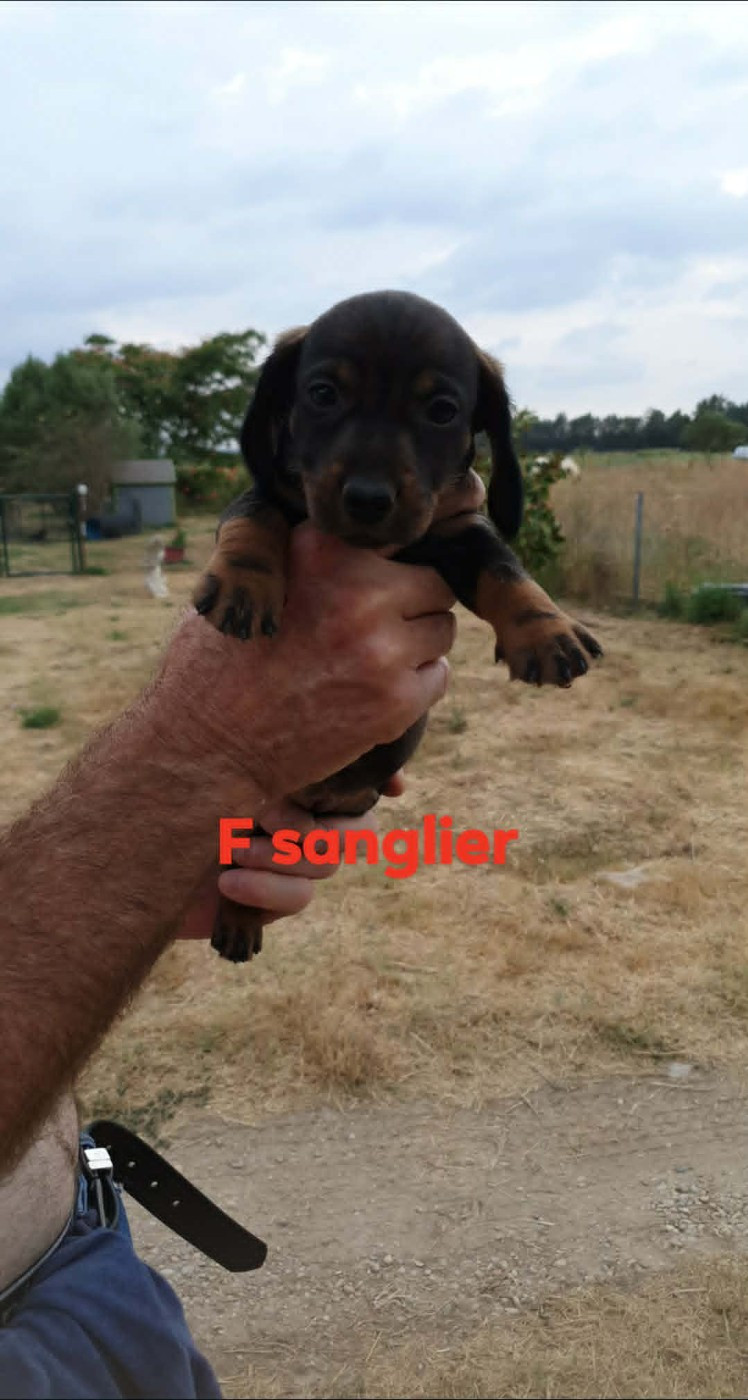 de L'Etang du Catchou - Chiots disponibles - Teckel poil dur