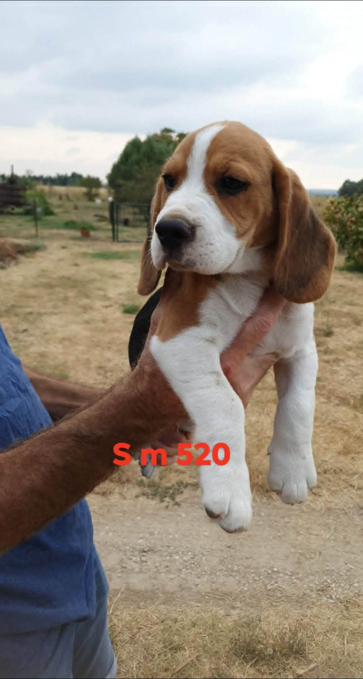 de L'Etang du Catchou - Chiots disponibles - Beagle