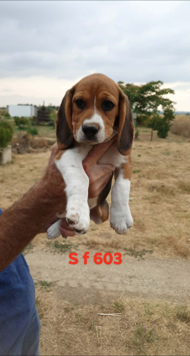 de L'Etang du Catchou - Chiots disponibles - Beagle