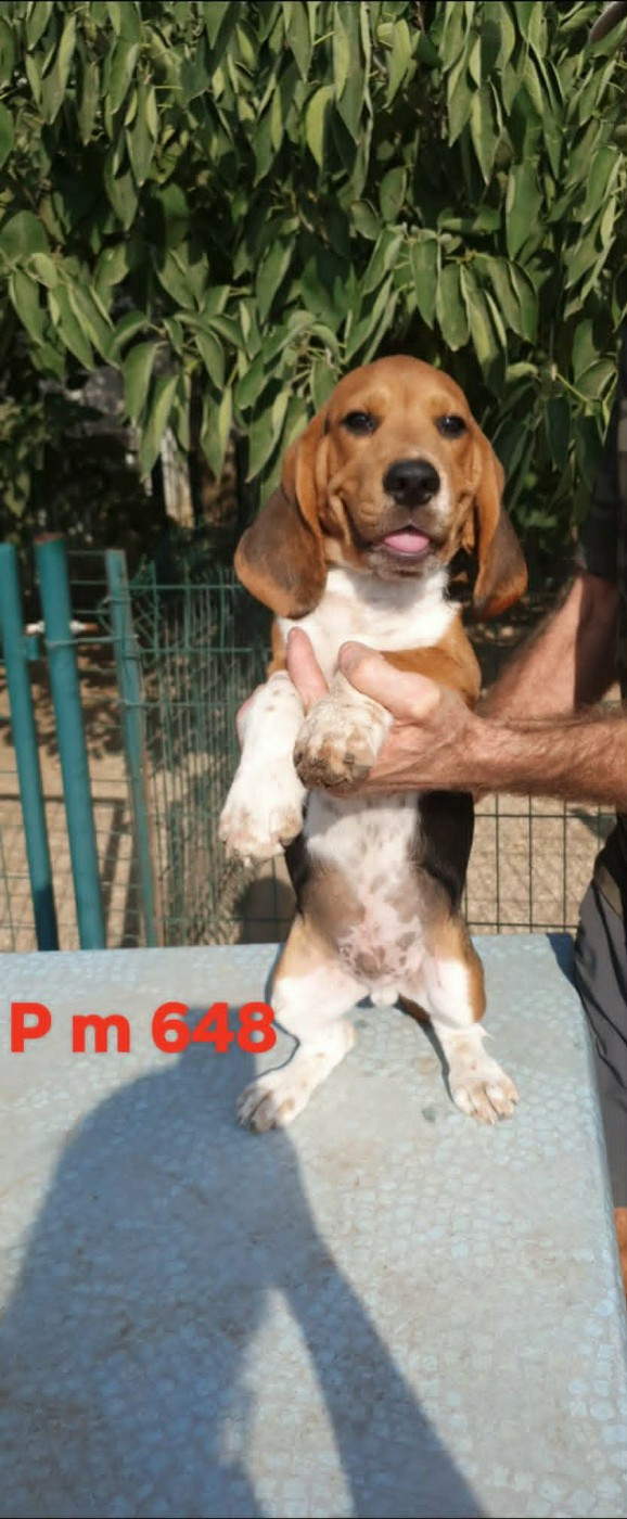 de L'Etang du Catchou - Chiots disponibles - Beagle