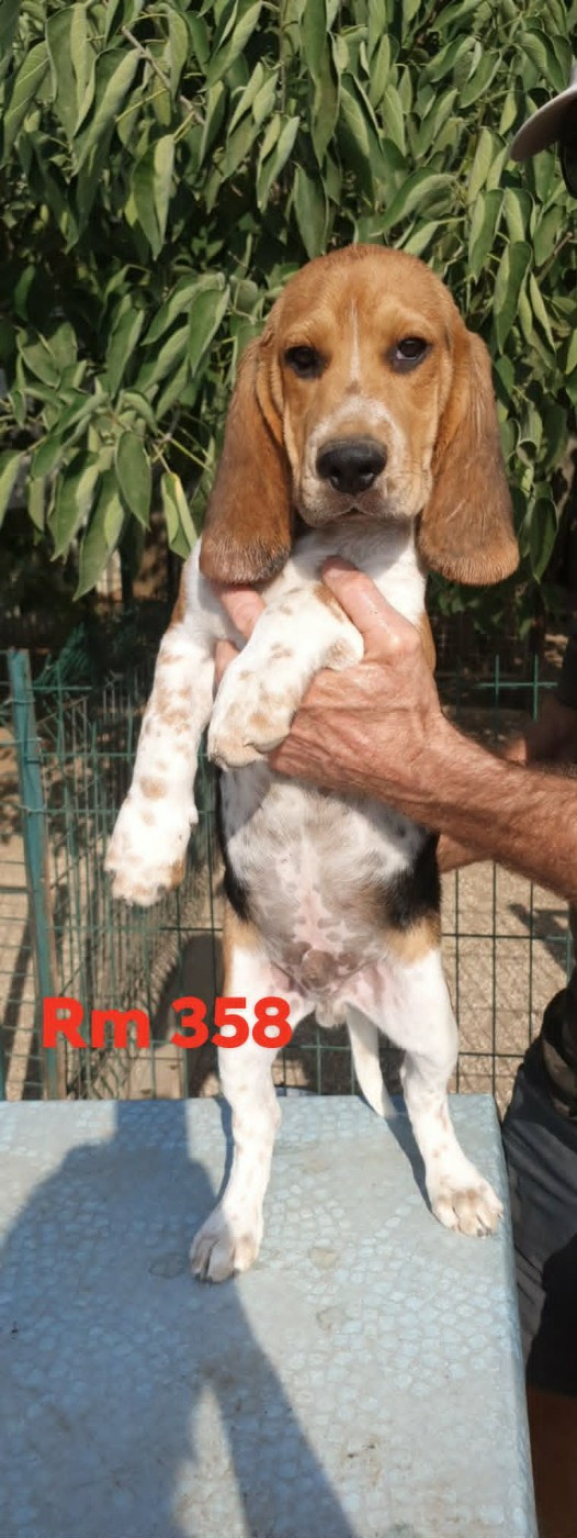de L'Etang du Catchou - Chiots disponibles - Beagle