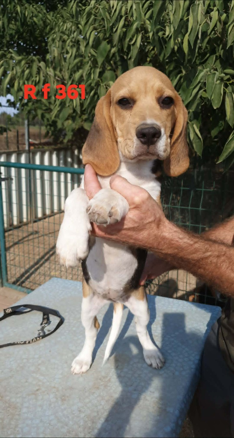 de L'Etang du Catchou - Chiots disponibles - Beagle