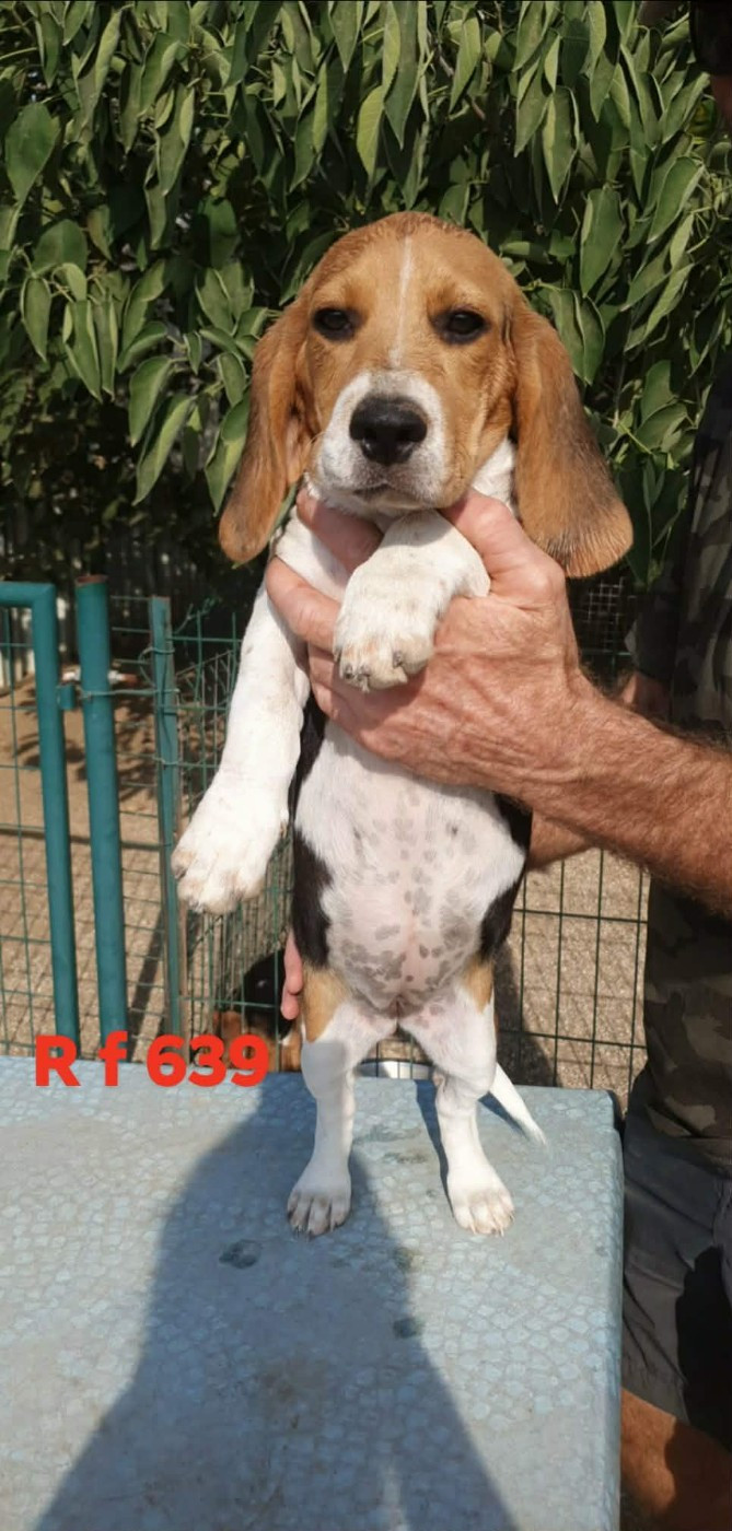 de L'Etang du Catchou - Chiots disponibles - Beagle