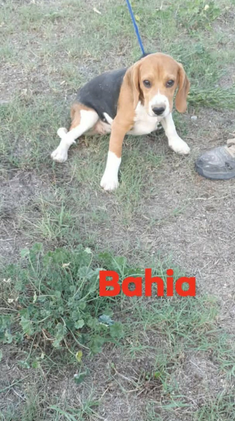 de L'Etang du Catchou - Chiots disponibles - Beagle