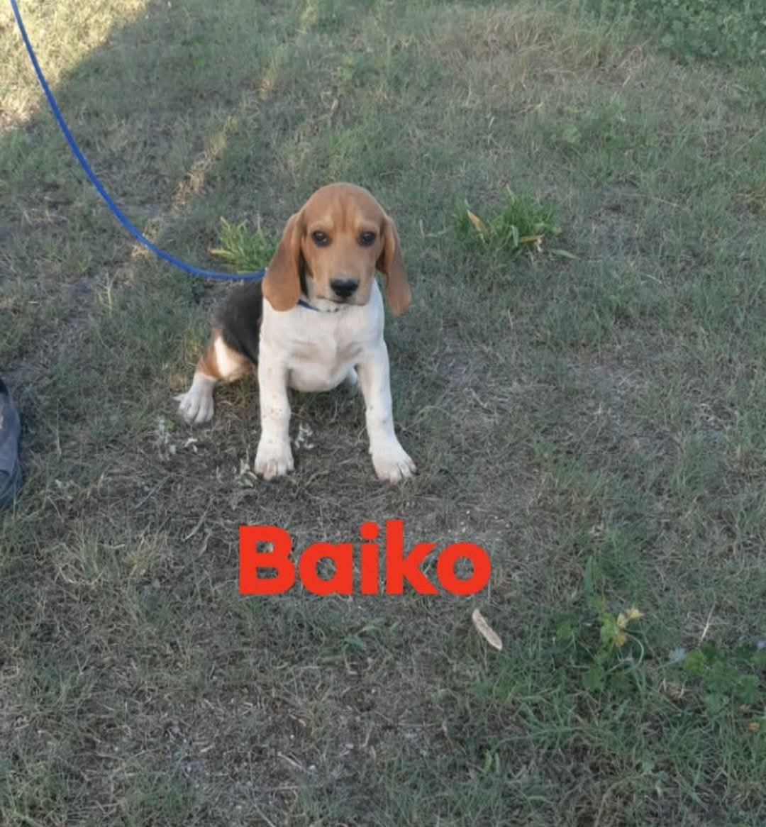 de L'Etang du Catchou - Chiots disponibles - Beagle