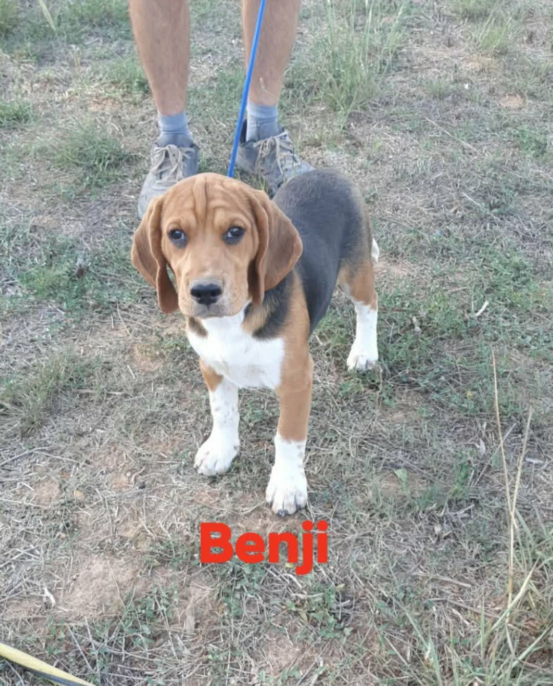 de L'Etang du Catchou - Chiots disponibles - Beagle