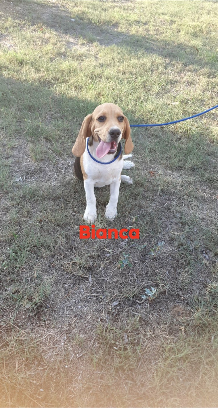 de L'Etang du Catchou - Chiots disponibles - Beagle