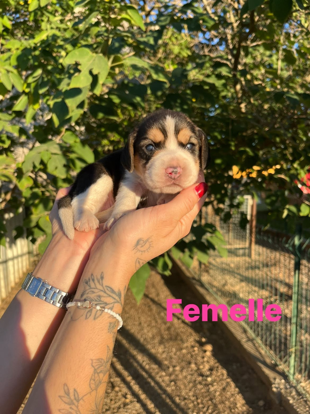 de L'Etang du Catchou - Chiots disponibles - Beagle
