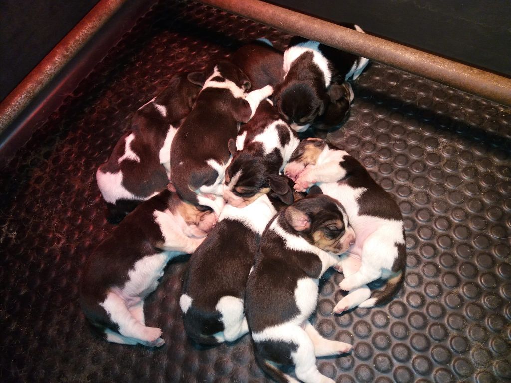 Chiot Beagle de L'Etang du Catchou