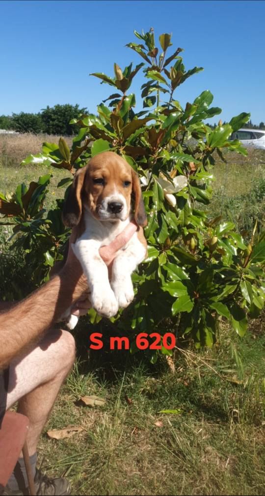 de L'Etang du Catchou - Chiots disponibles - Beagle
