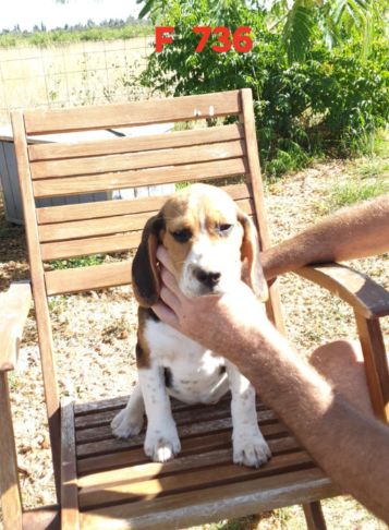 de L'Etang du Catchou - Chiots disponibles - Beagle