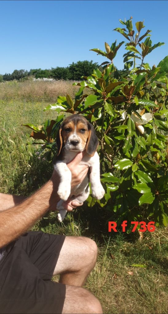 de L'Etang du Catchou - Chiots disponibles - Beagle