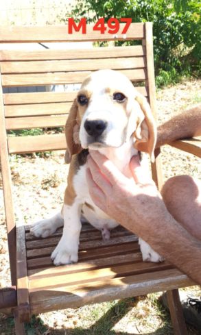 de L'Etang du Catchou - Chiots disponibles - Beagle