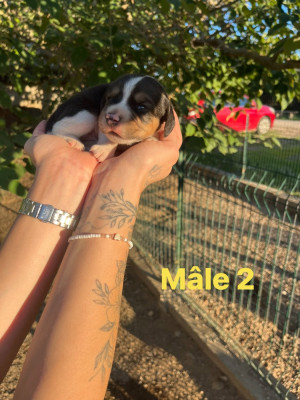 Chiot N°2