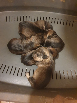 CHIOT 1