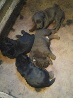 CHIOT MARRON