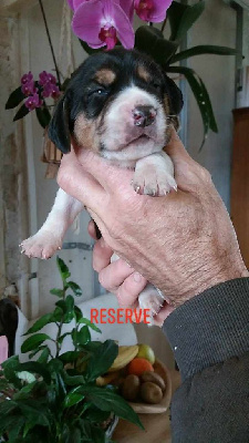 CHIOT 4