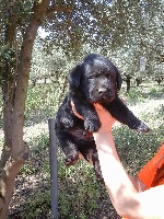 CHIOT NOIR