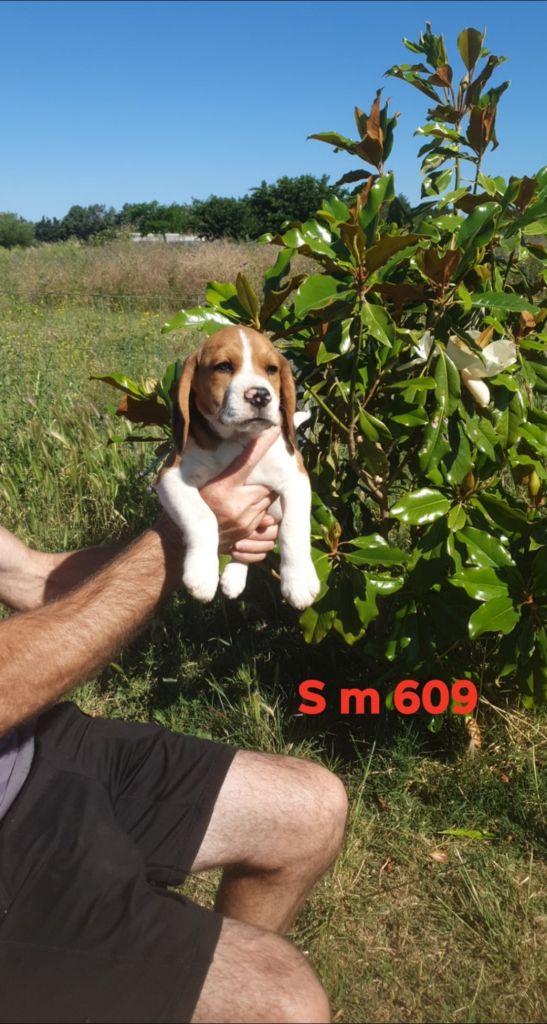 de L'Etang du Catchou - Chiots disponibles - Beagle