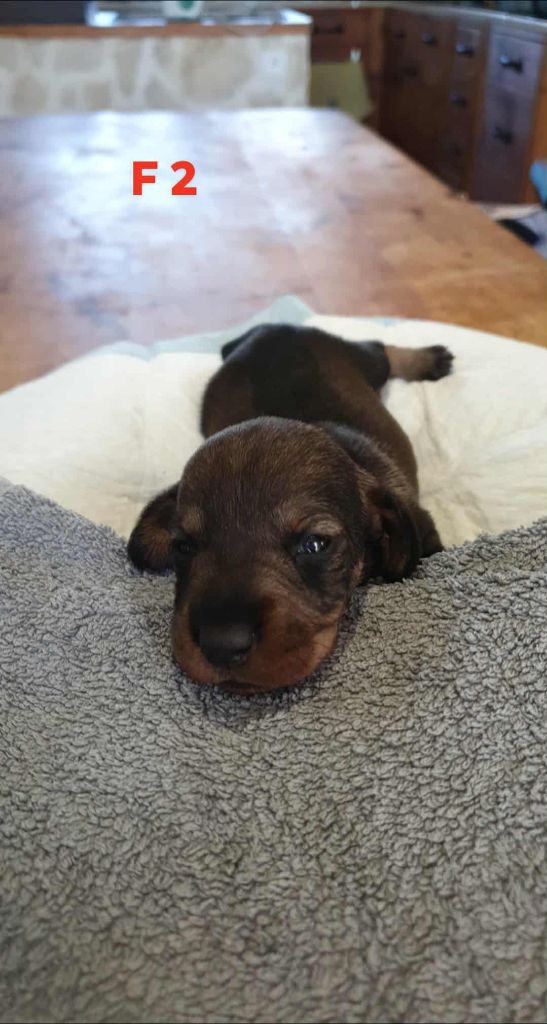 de L'Etang du Catchou - Chiots disponibles - Teckel poil dur