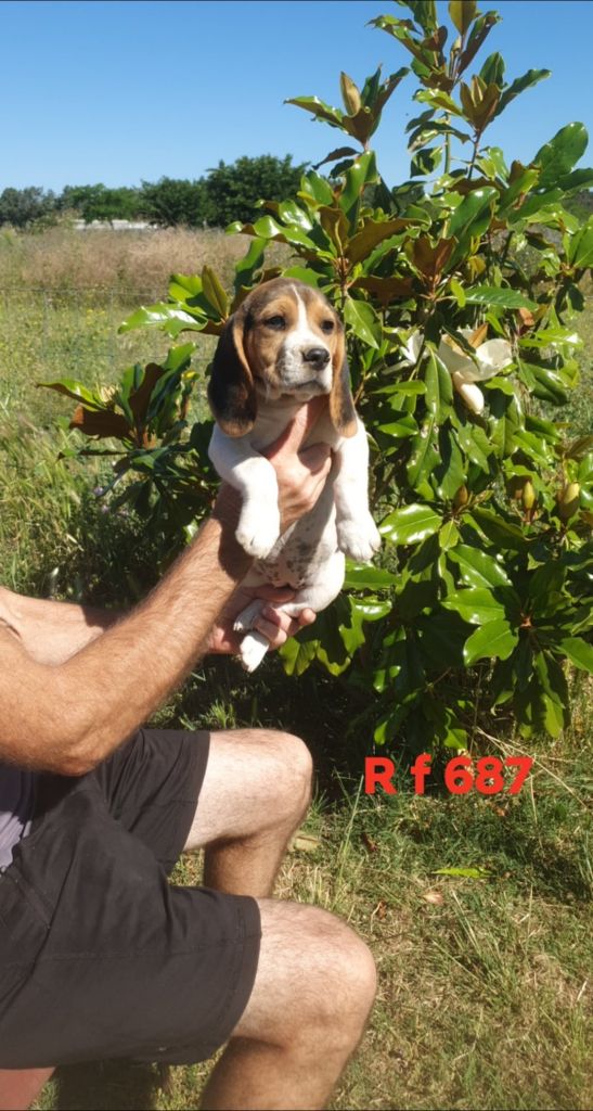 de L'Etang du Catchou - Chiots disponibles - Beagle