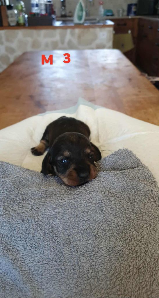 de L'Etang du Catchou - Chiots disponibles - Teckel poil dur