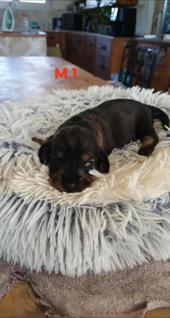 de L'Etang du Catchou - Chiots disponibles - Teckel poil dur