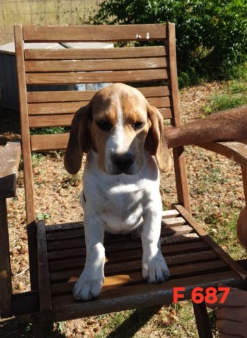 de L'Etang du Catchou - Chiots disponibles - Beagle